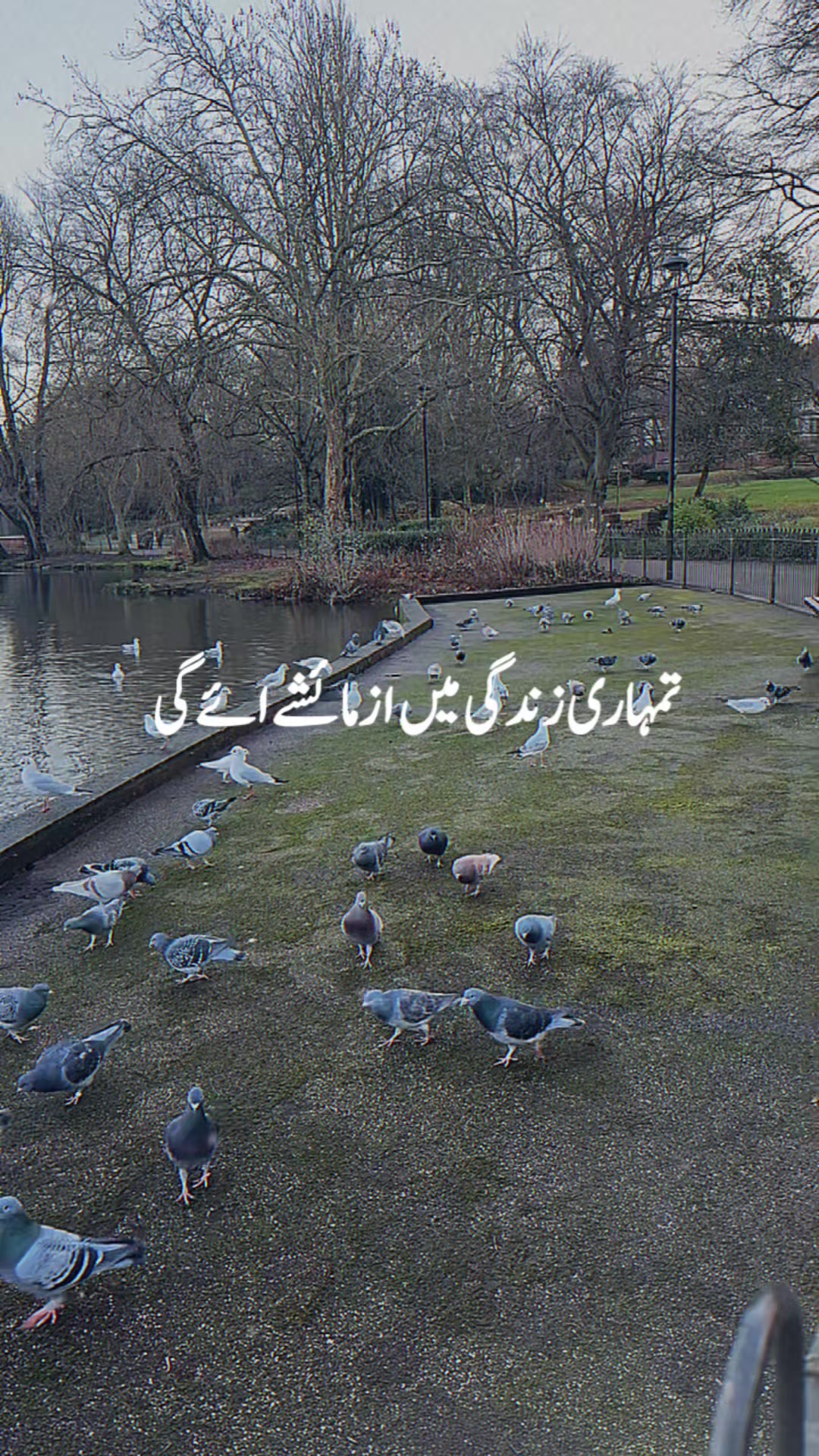 @sobia