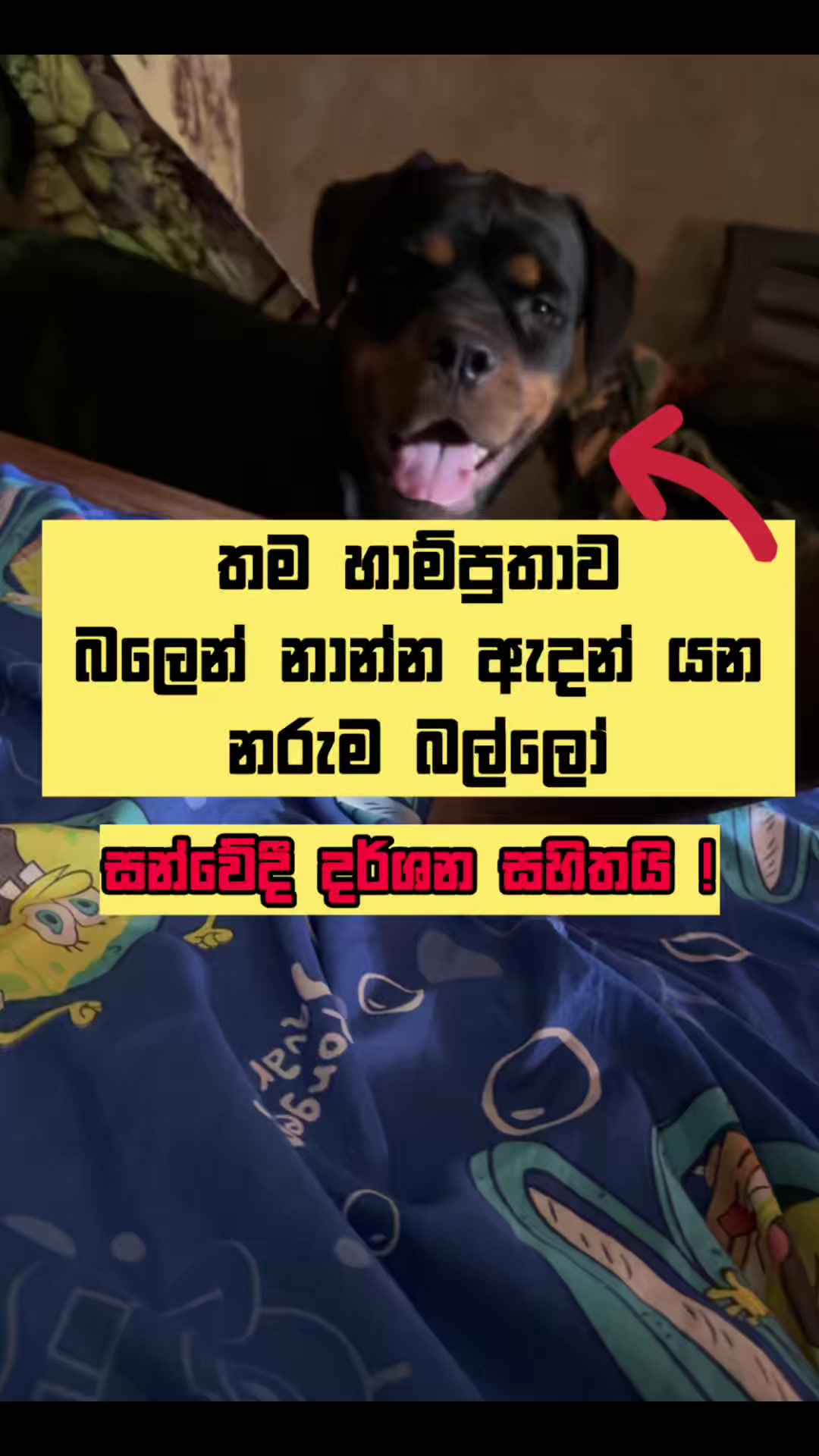 @Rotty shasha