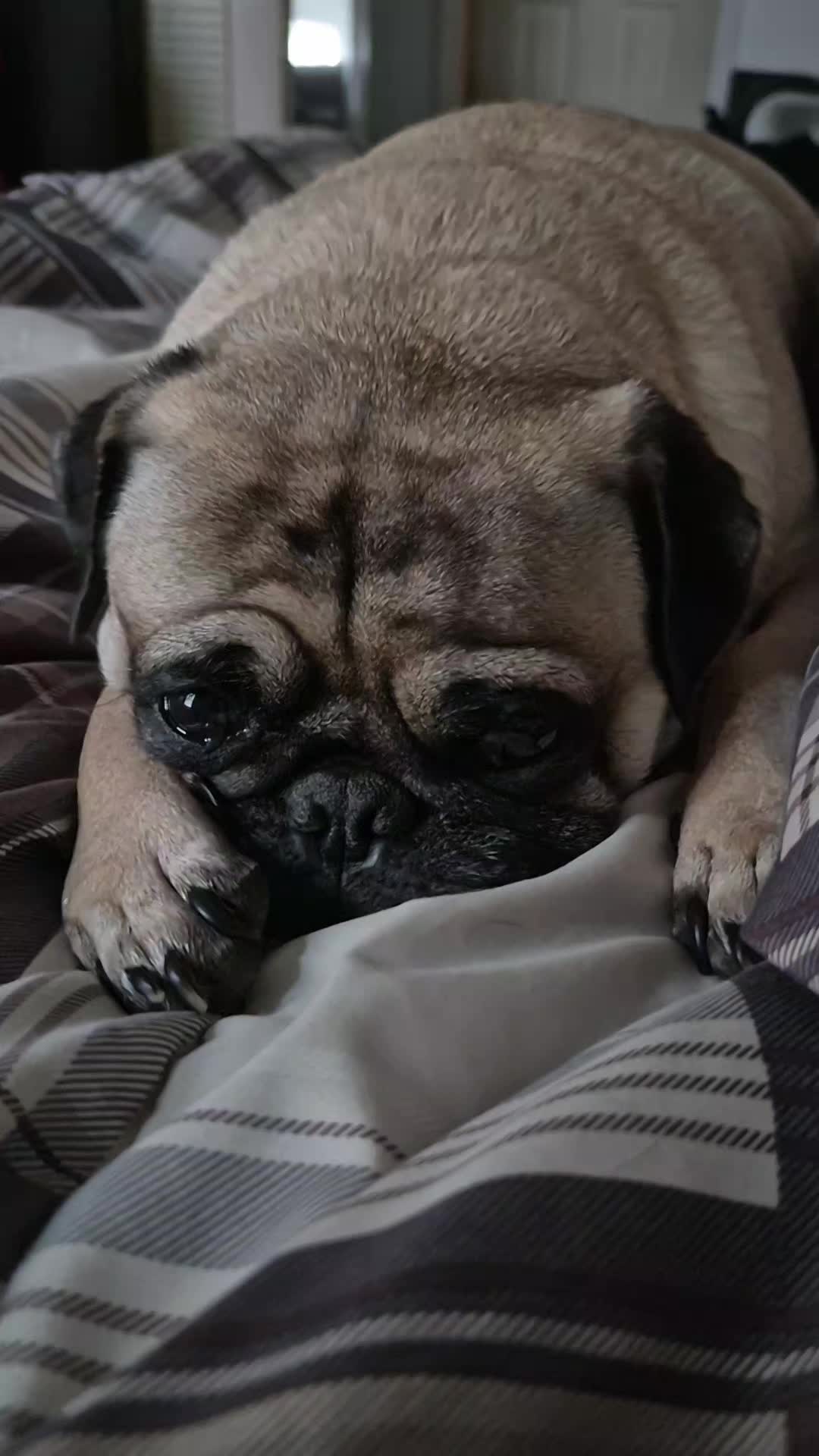 @Kiki&Cupid Thepugster