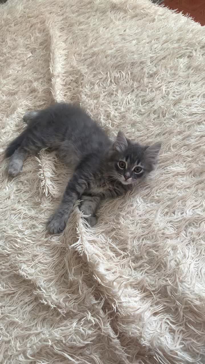 @Цезарь