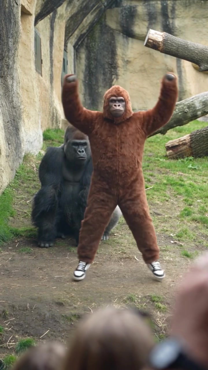 @Gorilla School 🦍