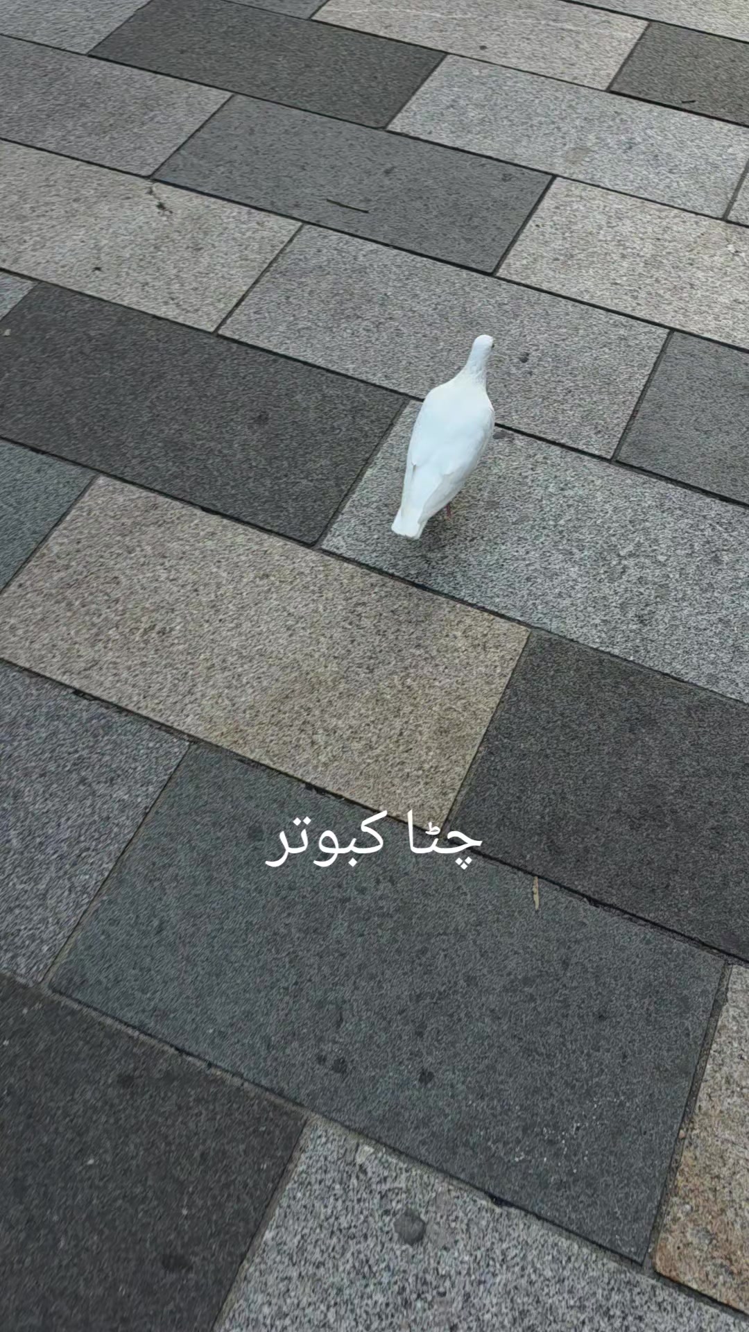 @Asad news