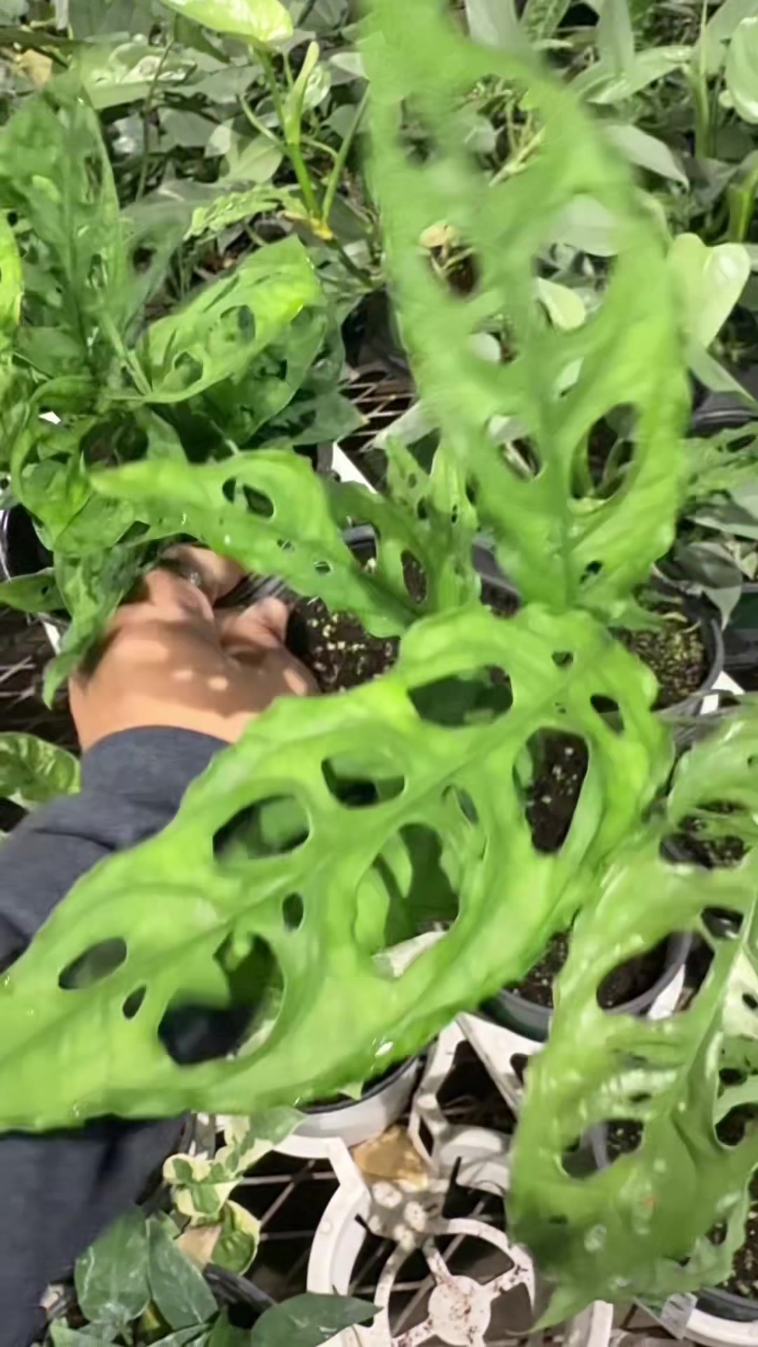 @Just_fishandplants