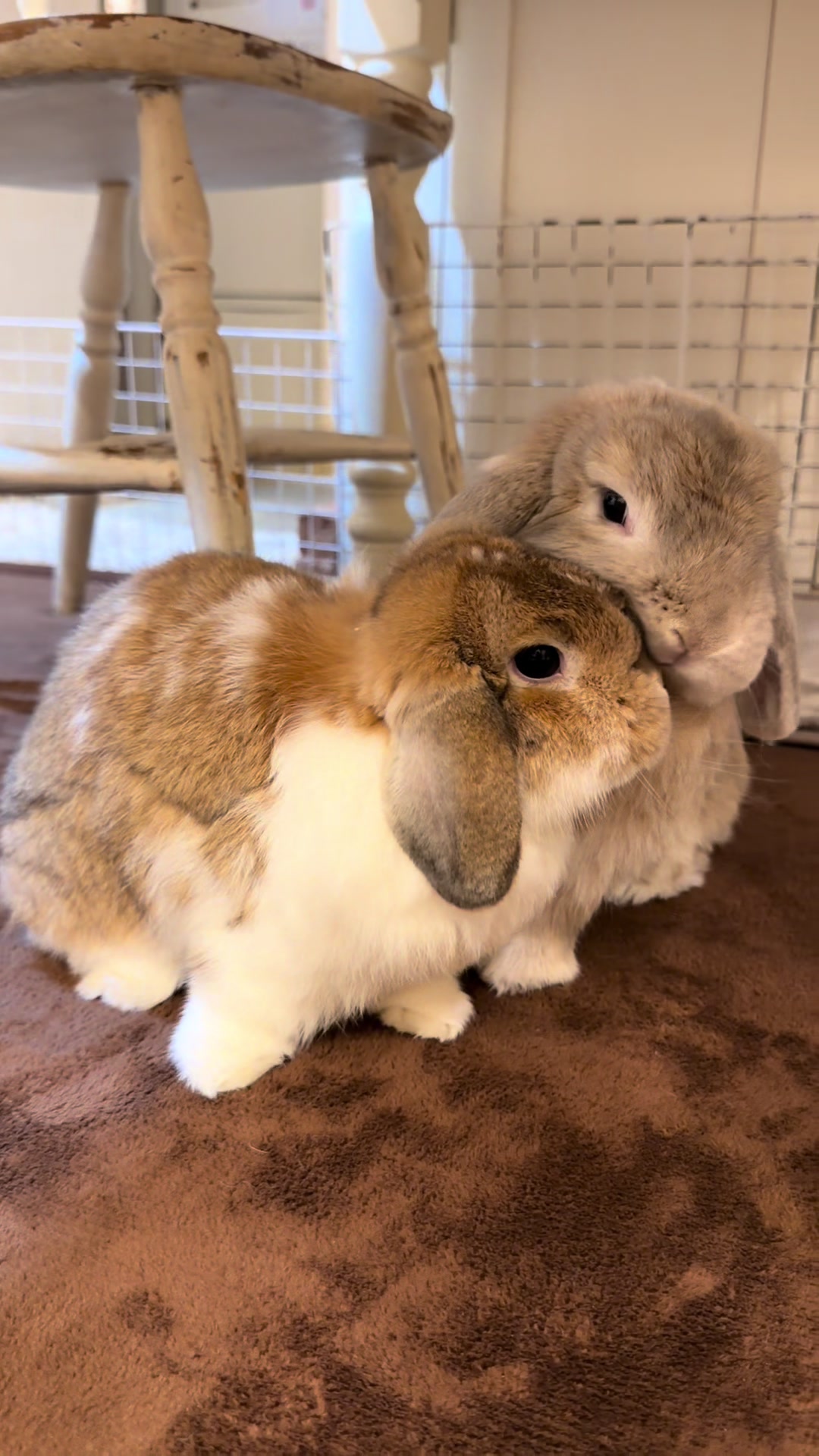@ふわもふ🐶🐶&hearts;️🐰🐰
