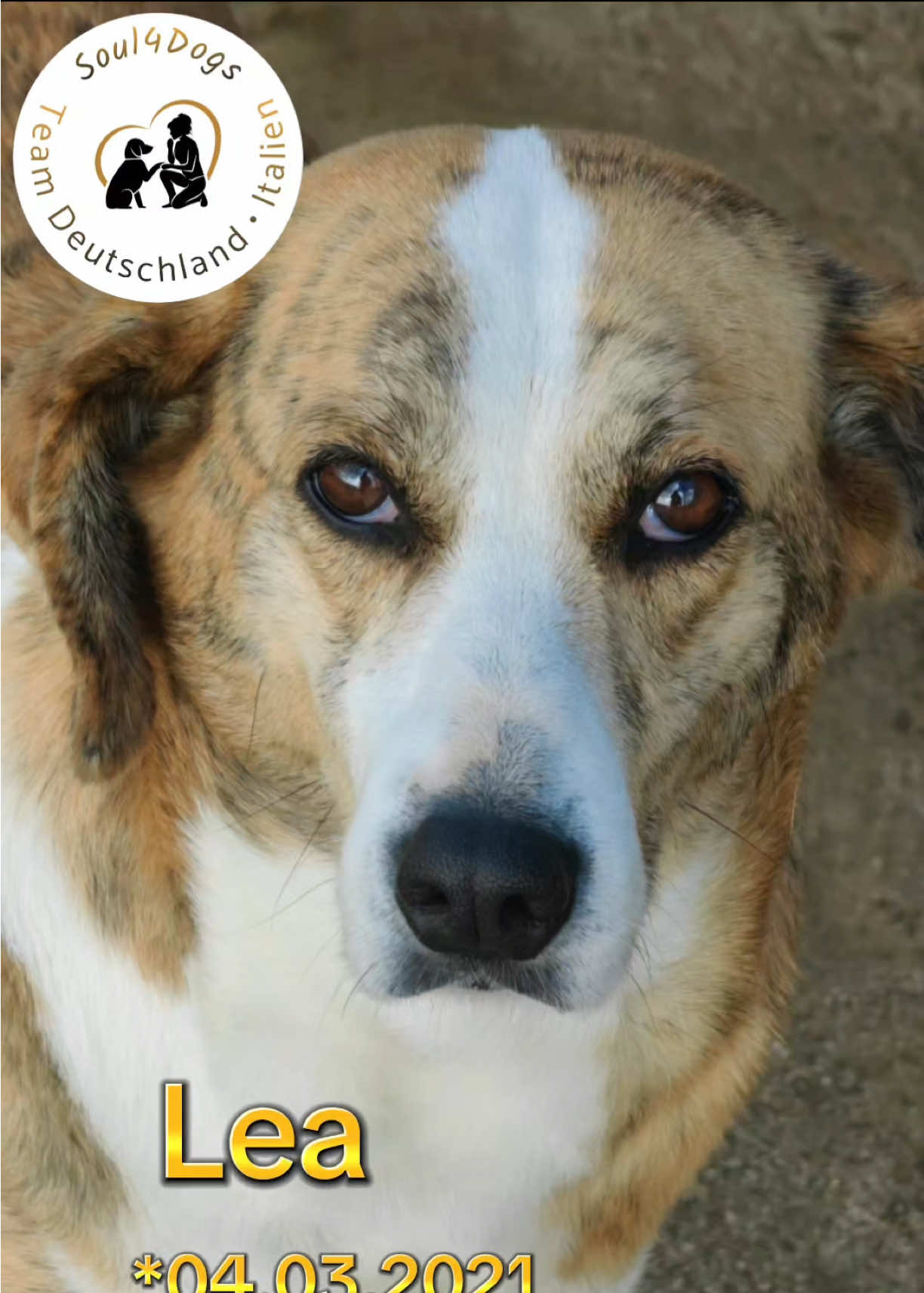 @soul4dogs