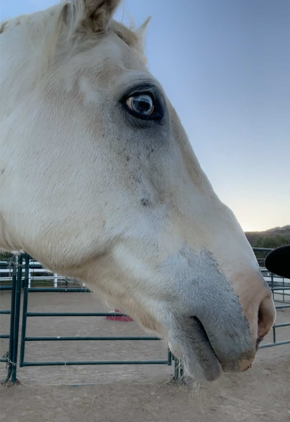 @Wendy aka Nana's Ranch