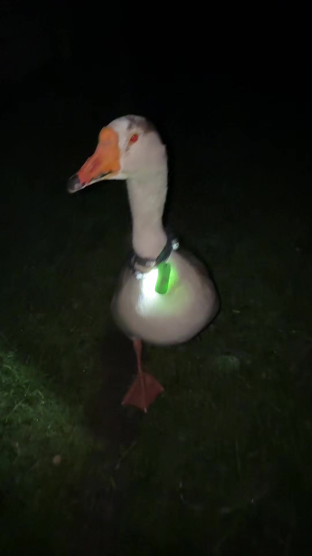 @goose_semyon