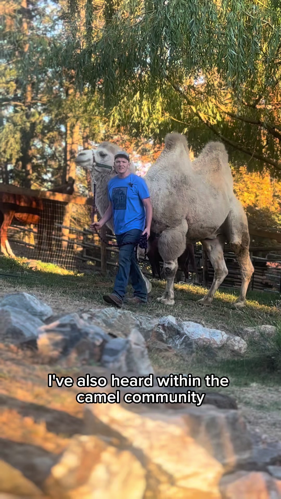 @MayhemTheCamel