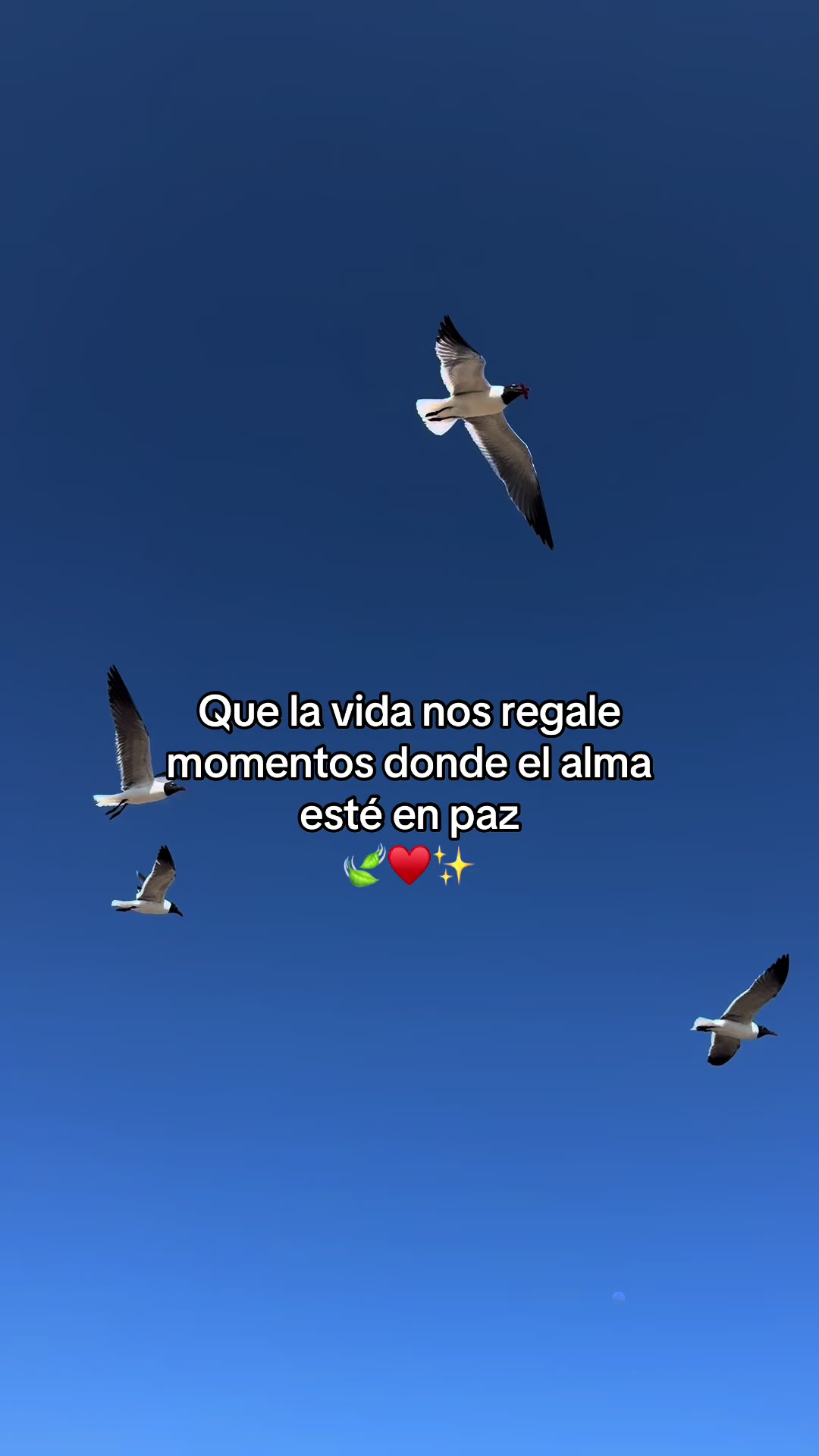 @Miguel Guch