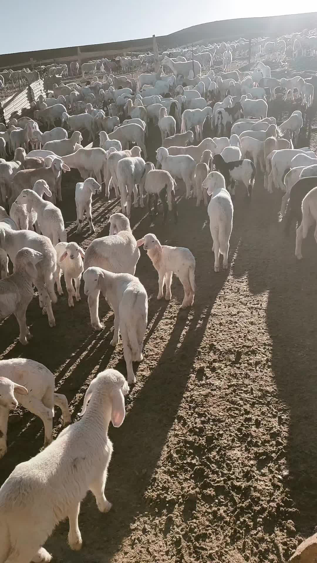 @طبيب بيطري و أفتخر