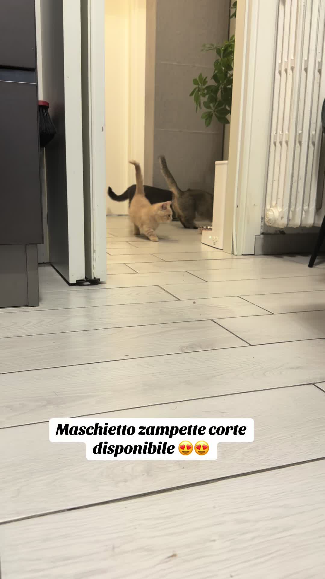 @alyssa gatto salsiccia