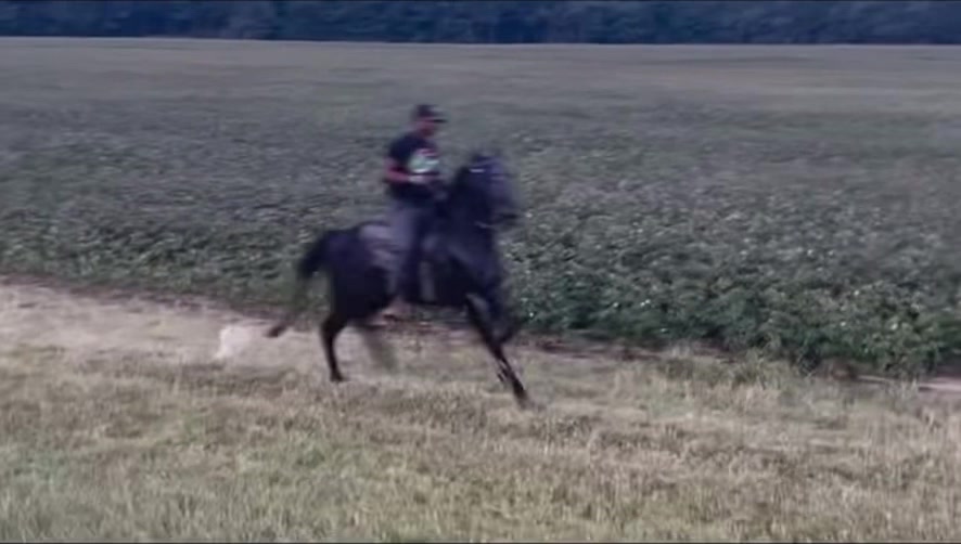 @TSmoov🐴 💰