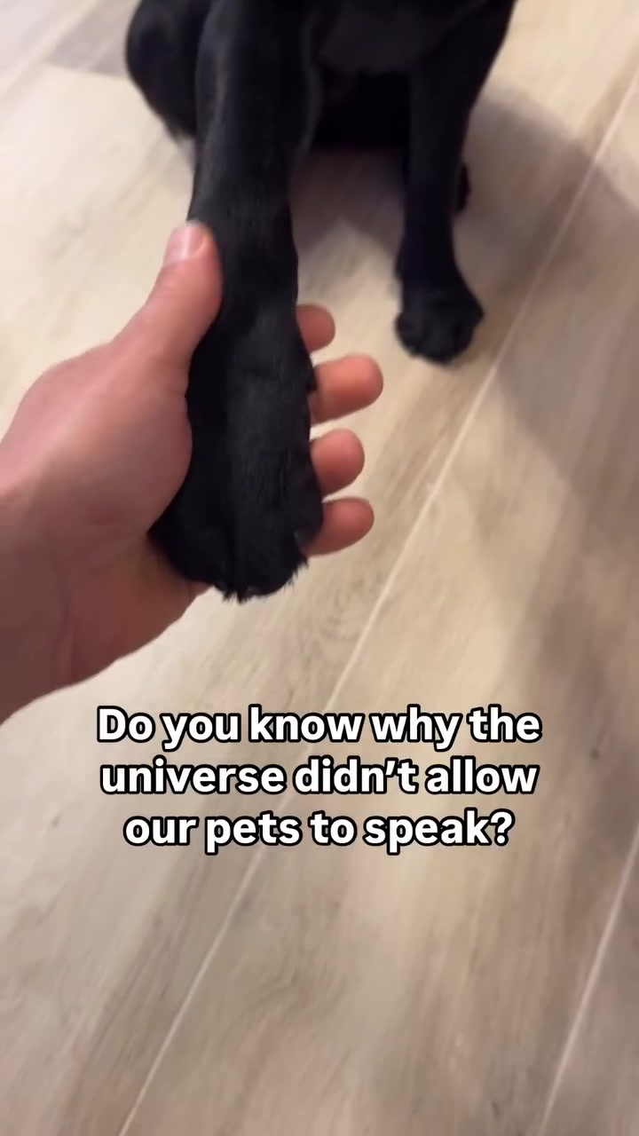 @lisatheblacklab