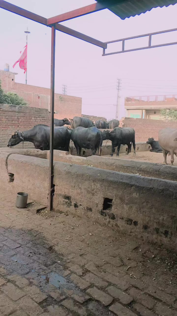@ali Gujjar