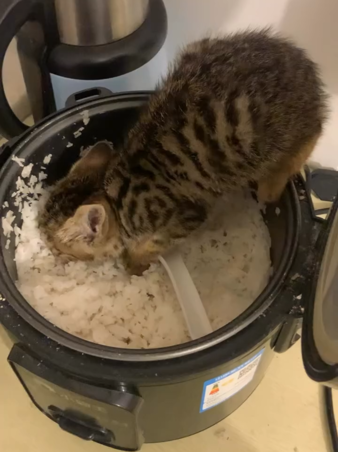 @Chonky World Of Cats