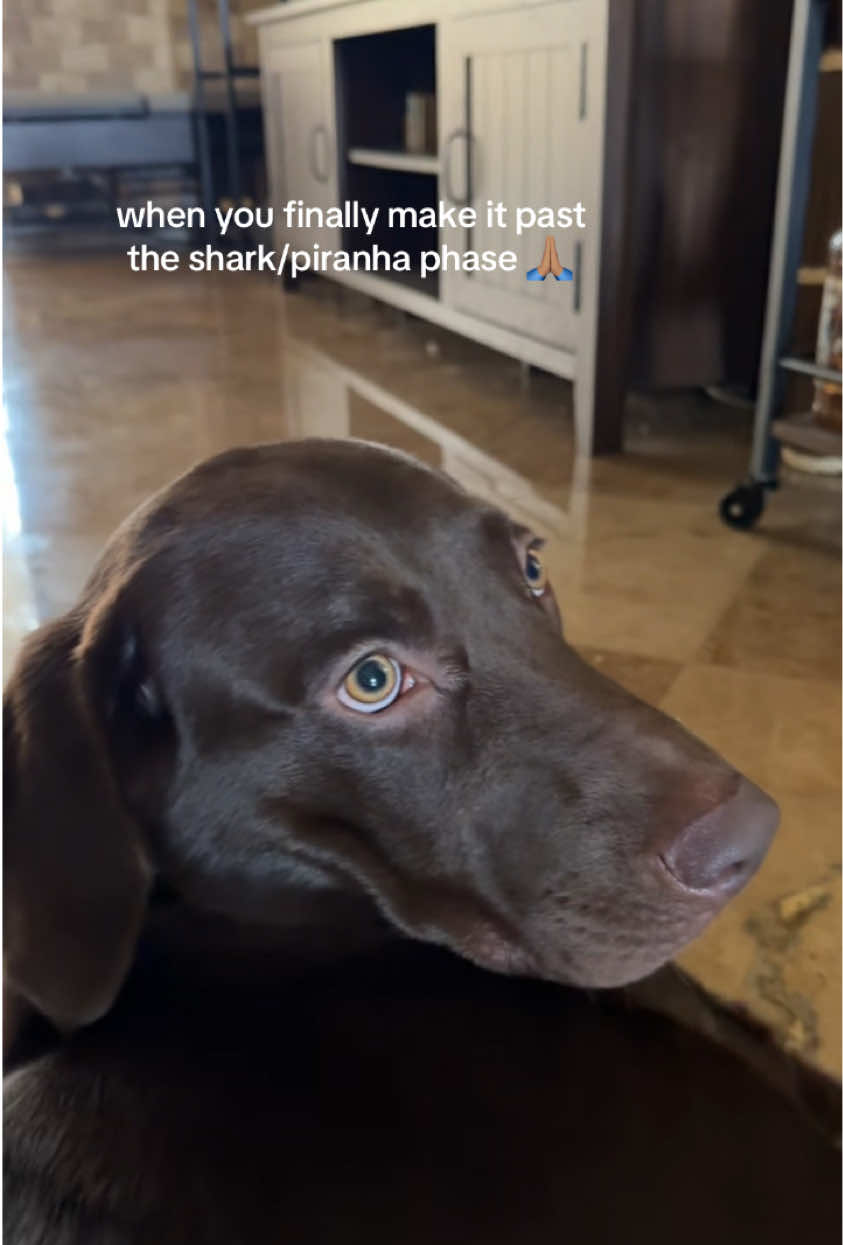 @Apollo the Choc Lab 🤎