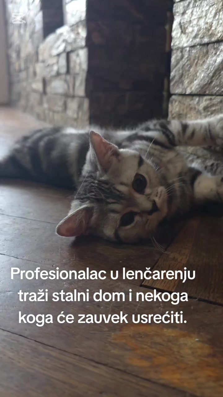@Britanske Kratkodlake mačke