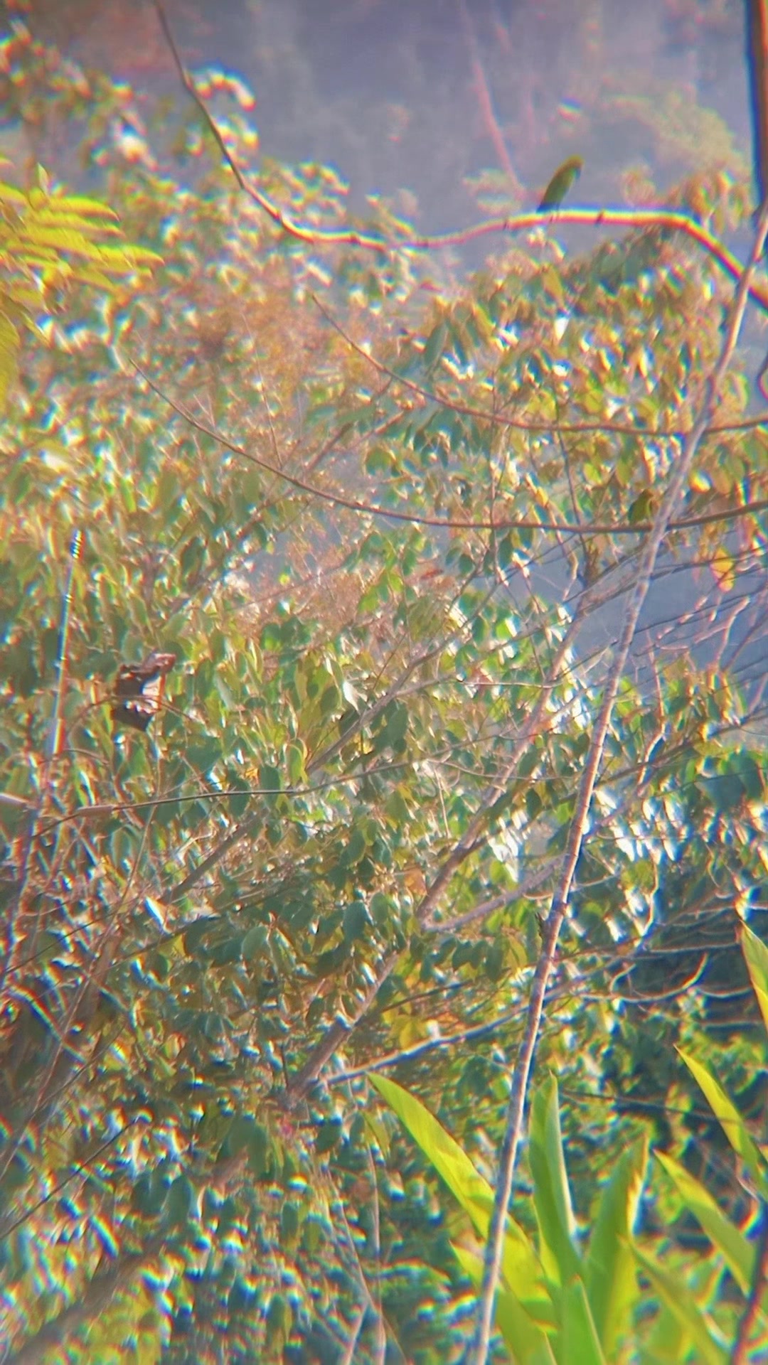 @Srindit kaltara 🦜