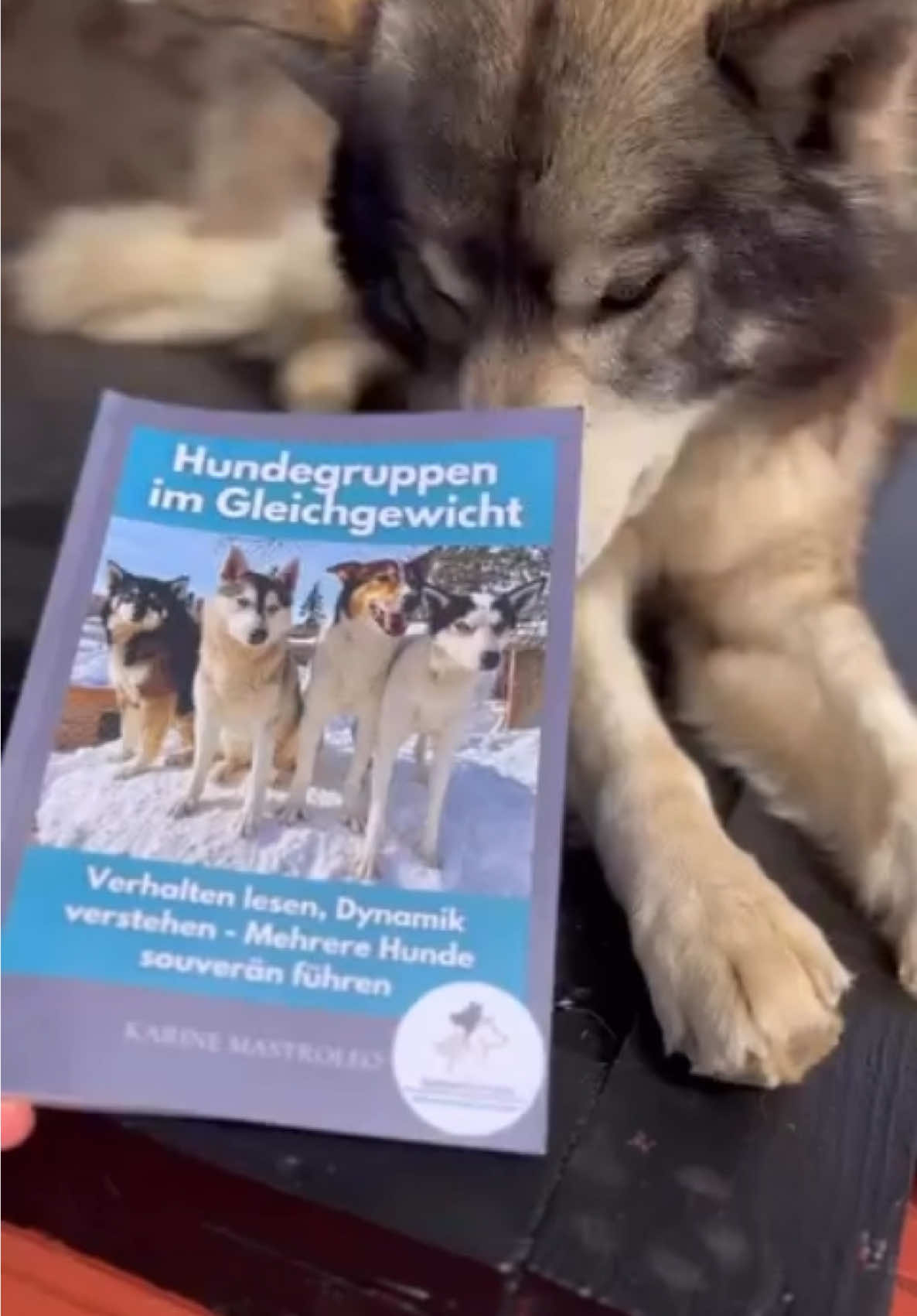 @Mehrere Hunde, ein Team!
