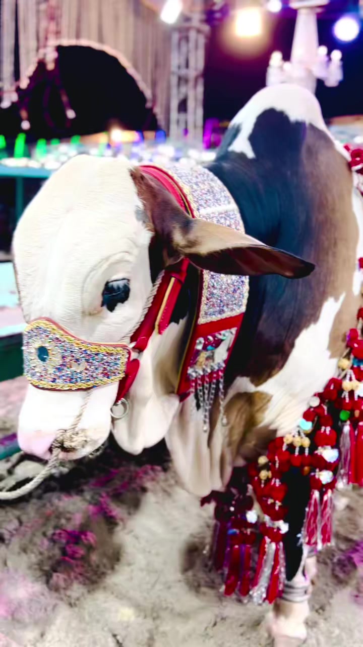 @✨.زاهد سولنگي واپاري. 🐐