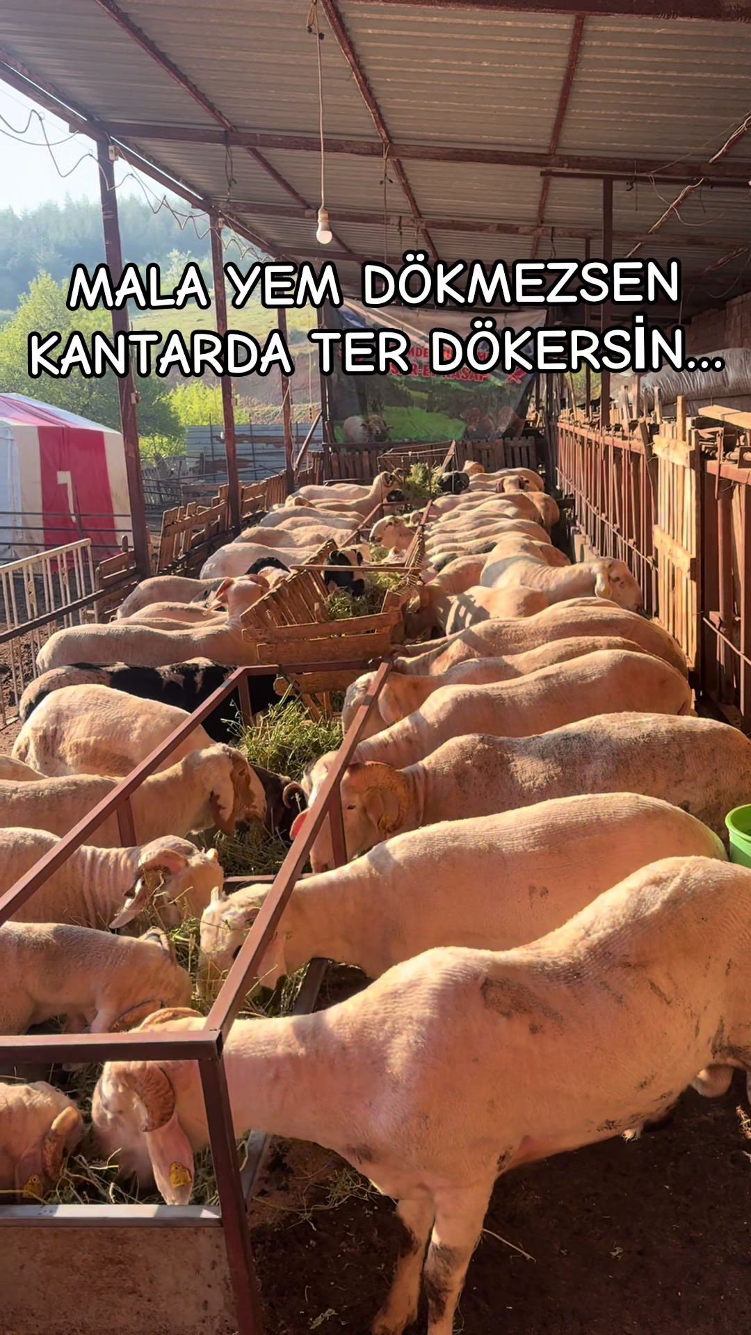 @Osman Tuş
