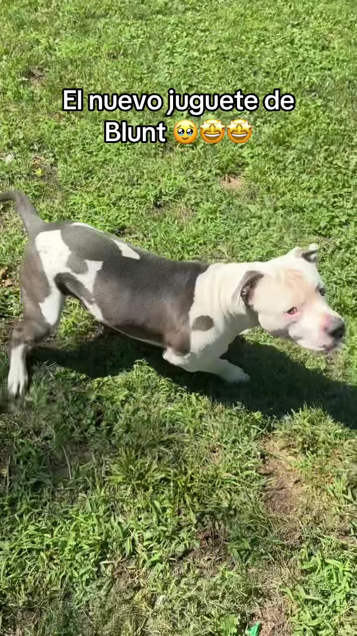 @@losbaby🐶🤍🖤💙