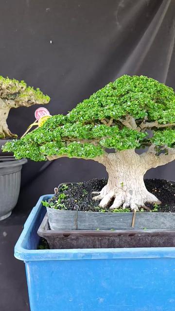 @Yanubonsai
