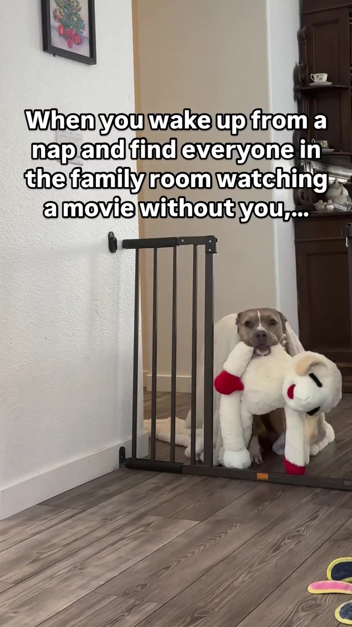 @Indie.pittie