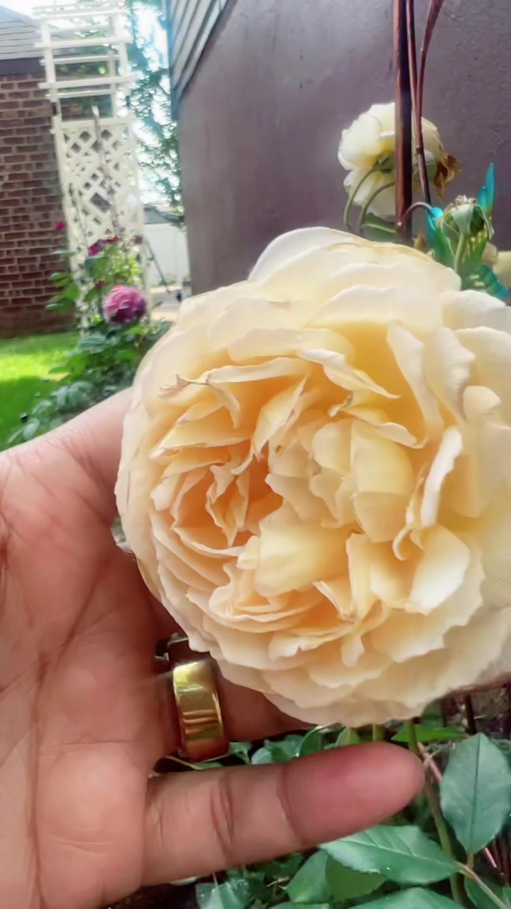 @🕊️