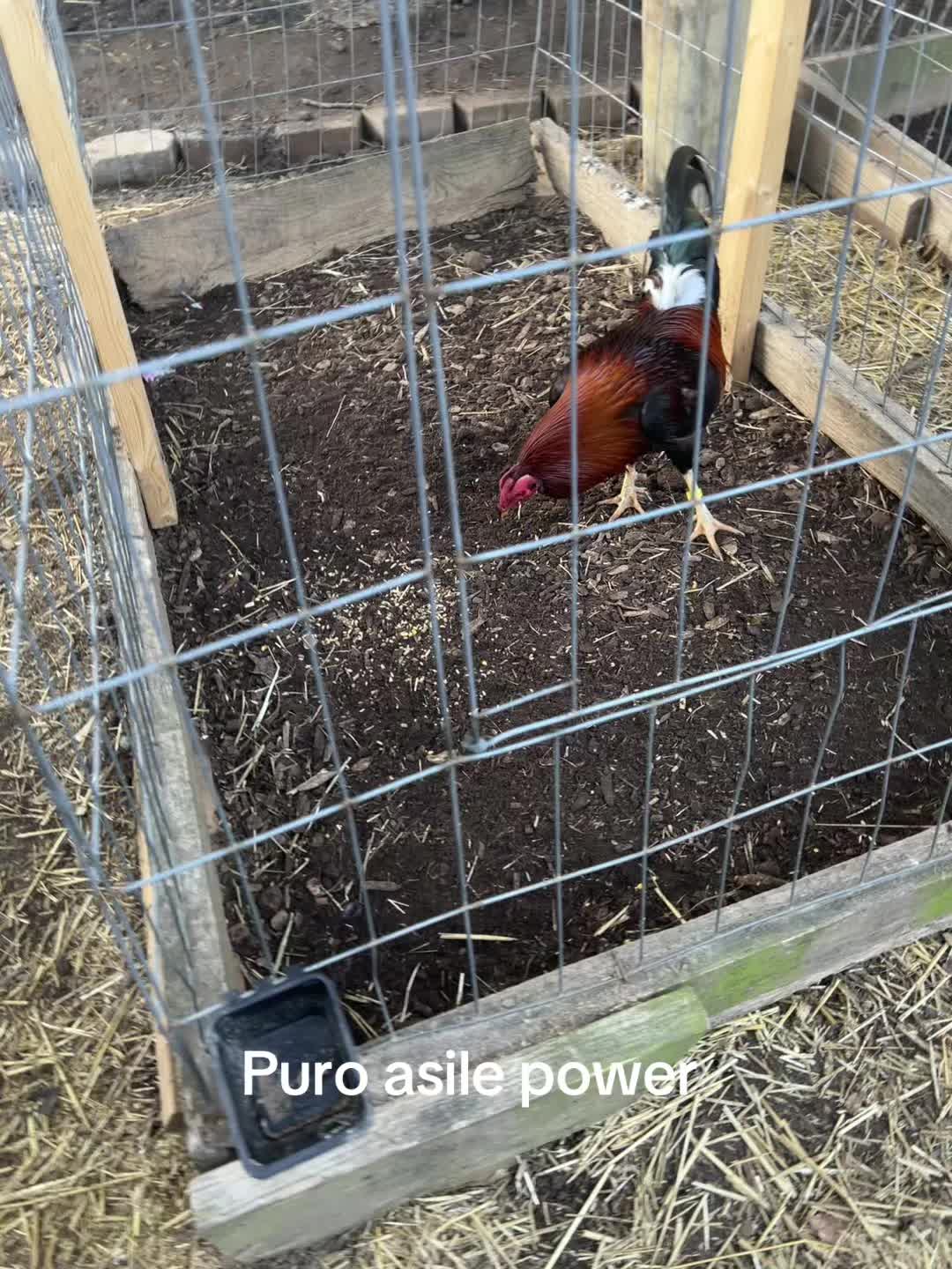 @Dragon game farm