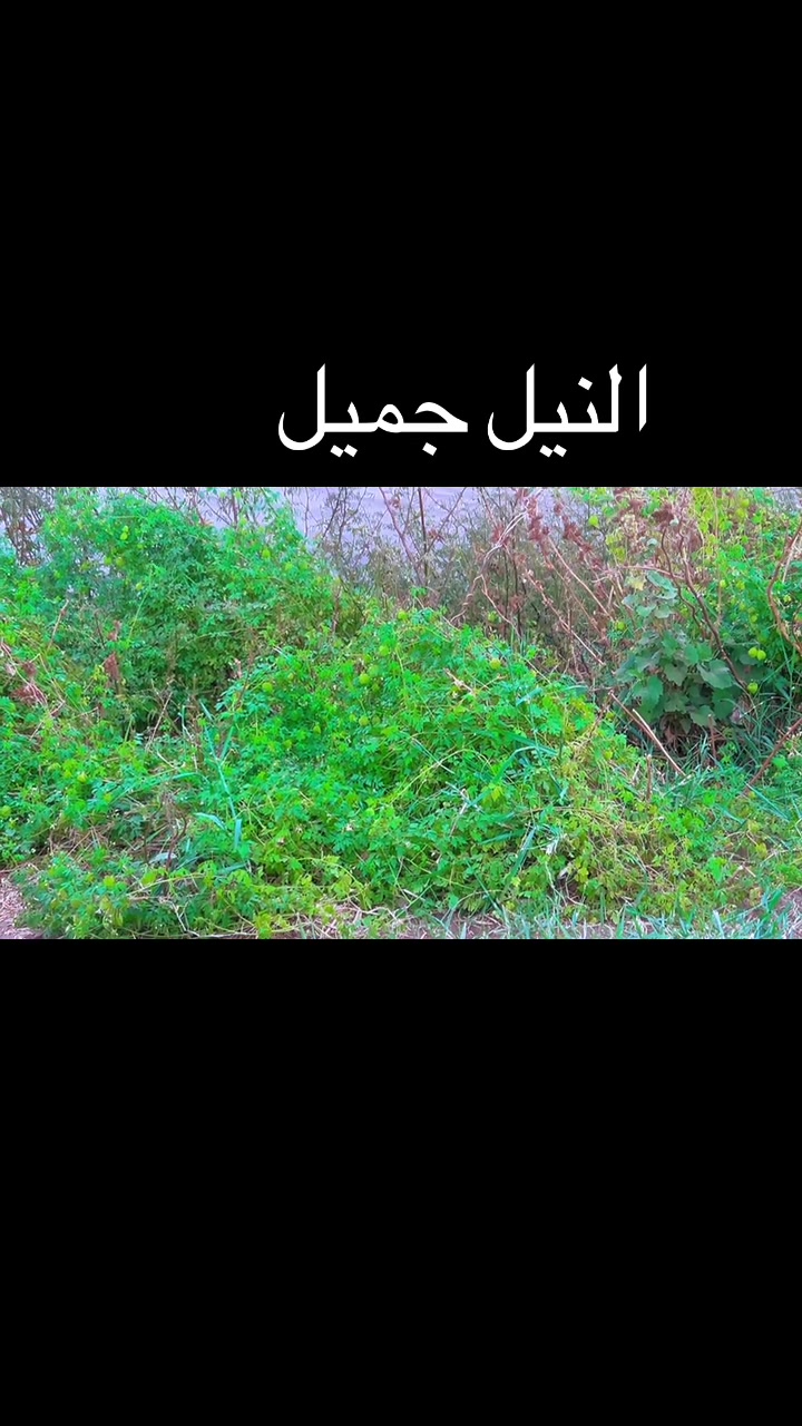 @فاتن فتونه ♥️🌸