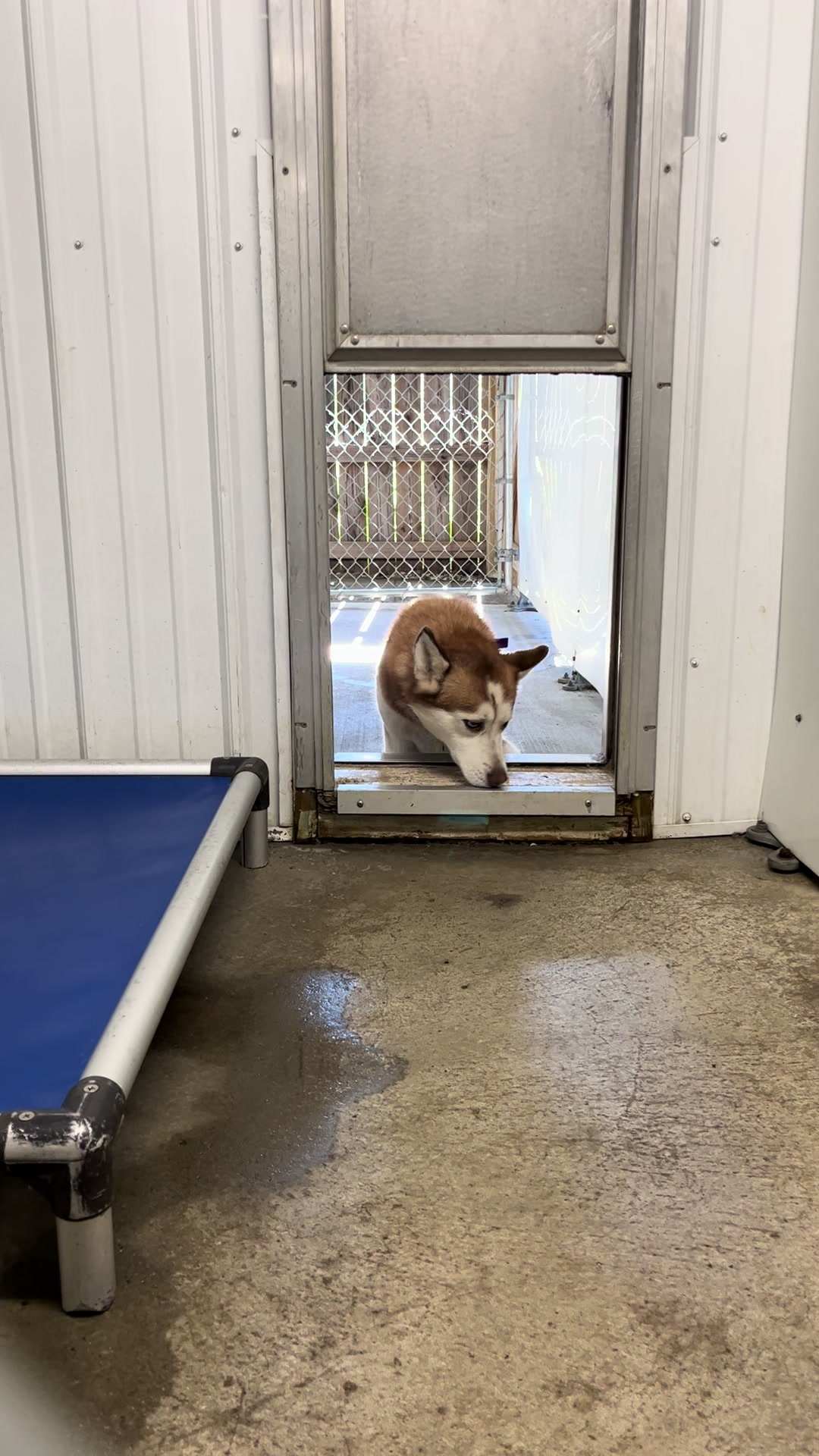 @Jay TheDog Trainer