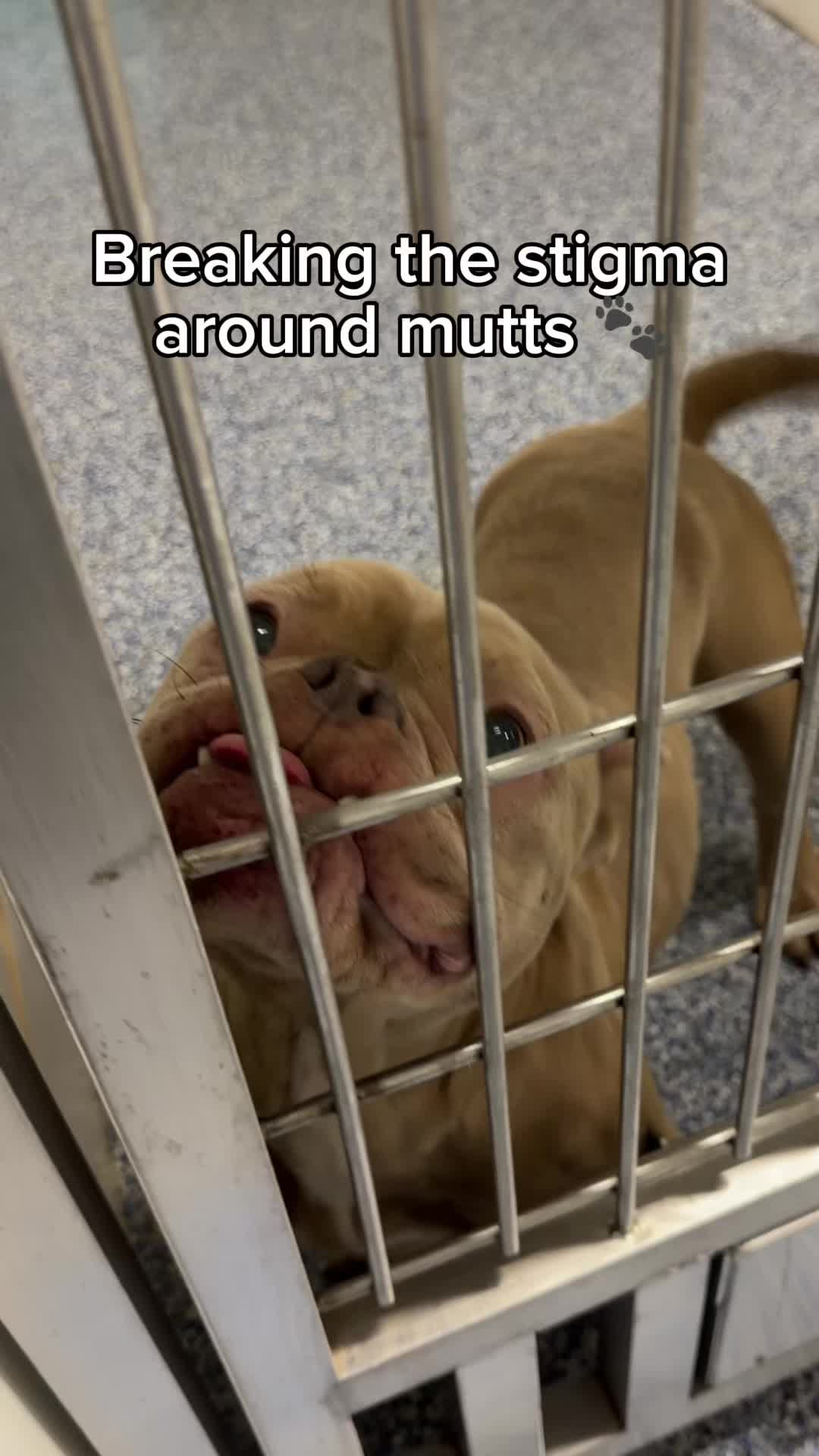 @Adopt a Pet