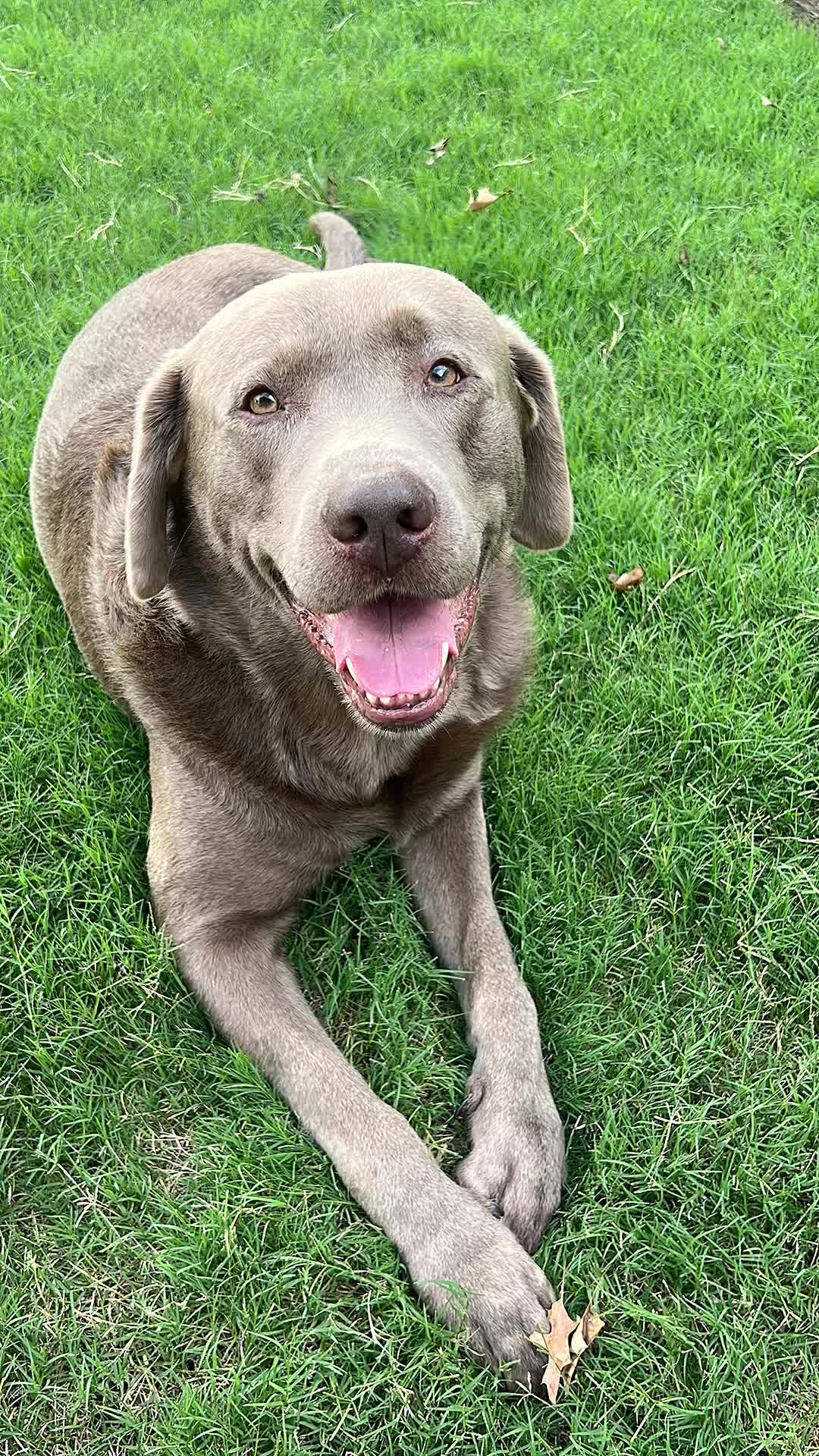 @Hank the Tank | Silver Lab 🩶