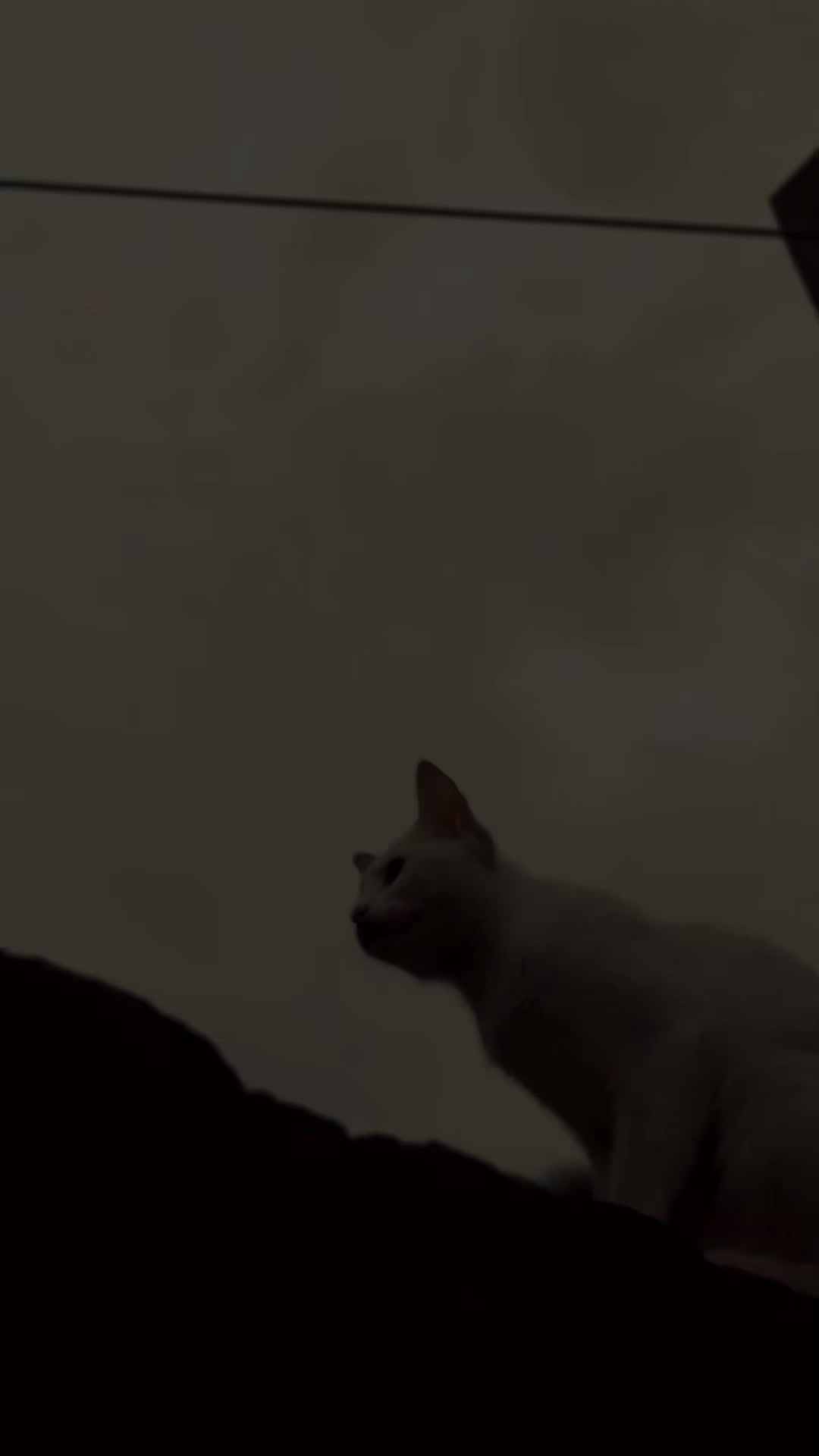 @🎭｡
