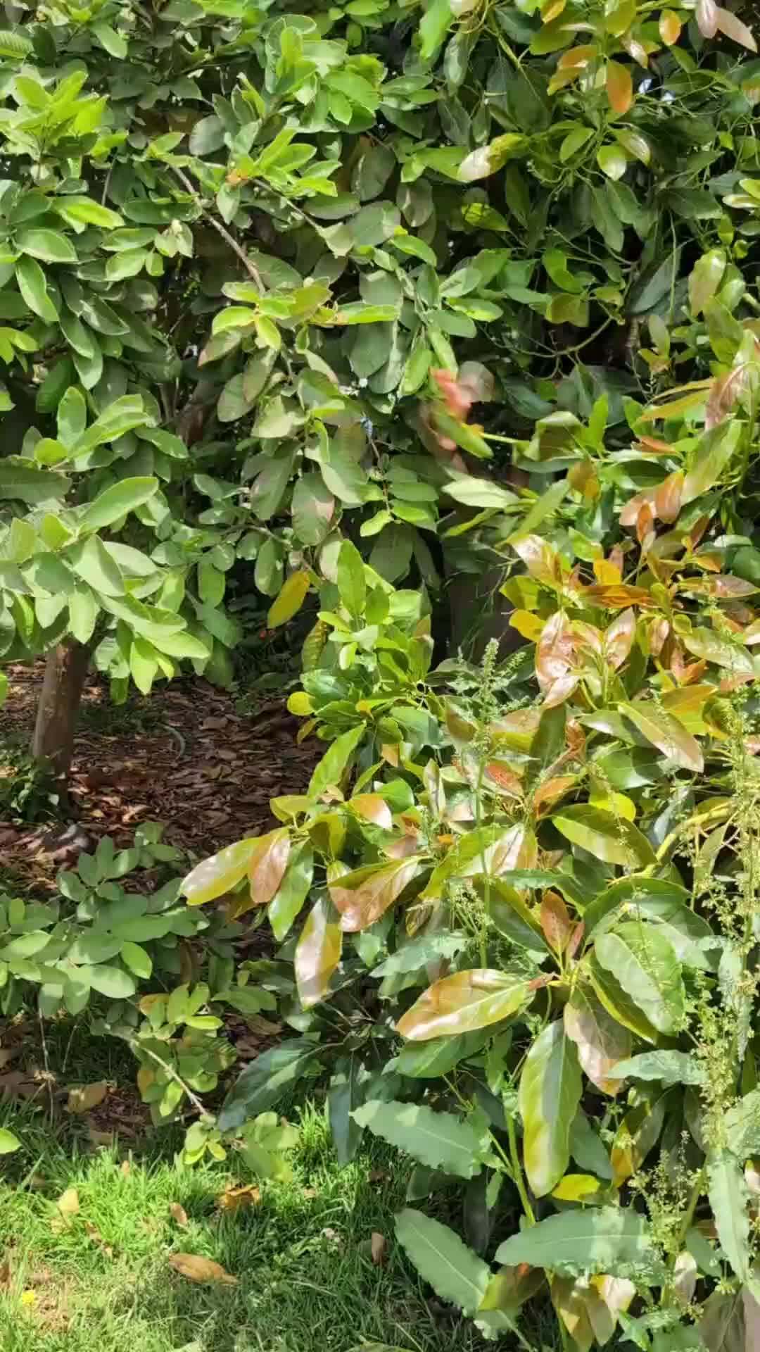 @🌱Plant Native Plants!🦋🐝