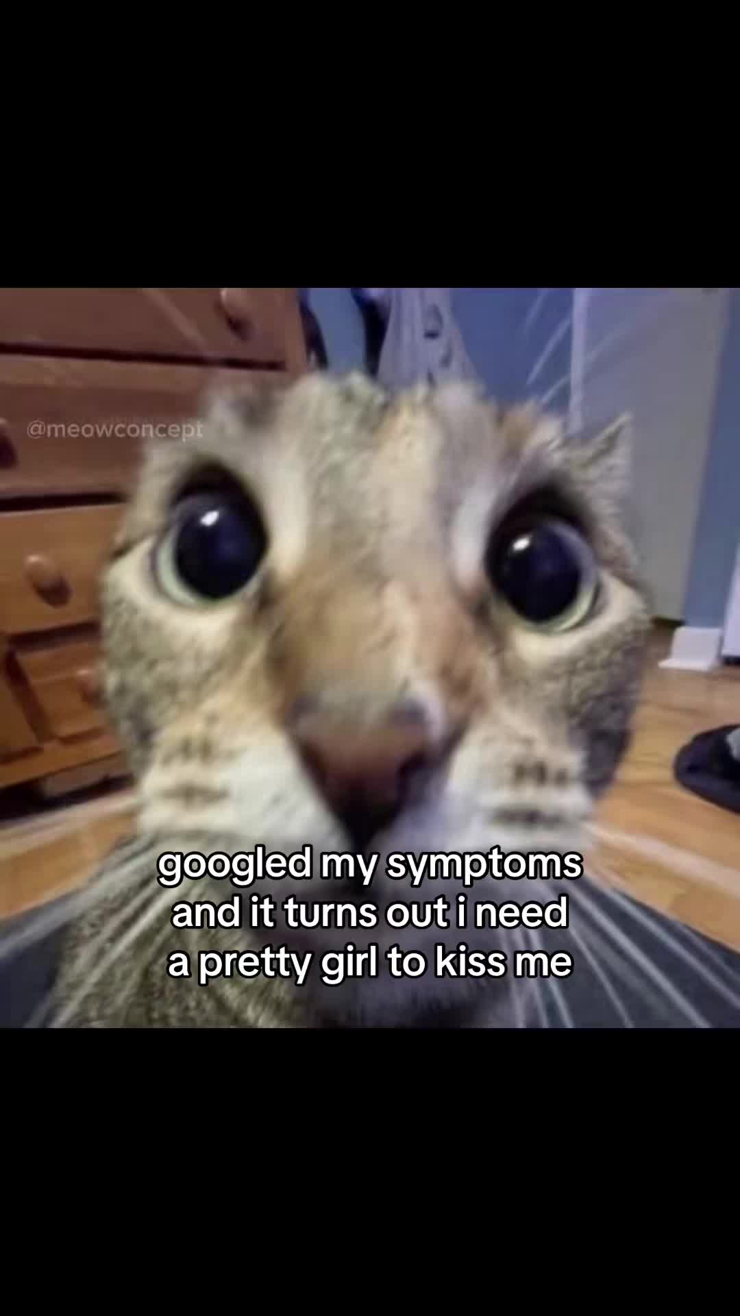 @meowconcept