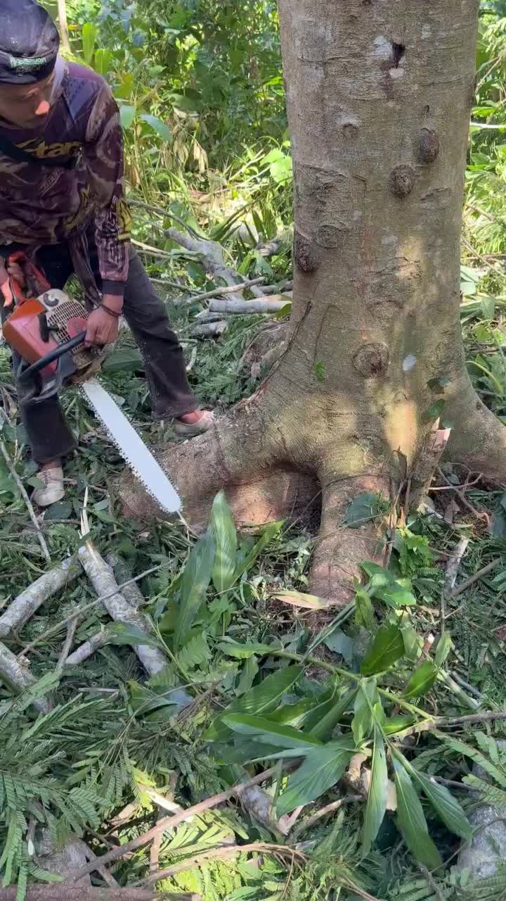 @Alex Tree Climber 👷 🇺🇸