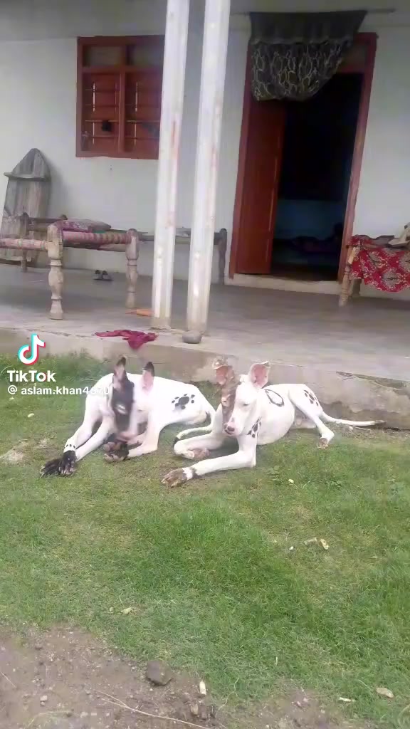 @Da Ghmono Mazigar