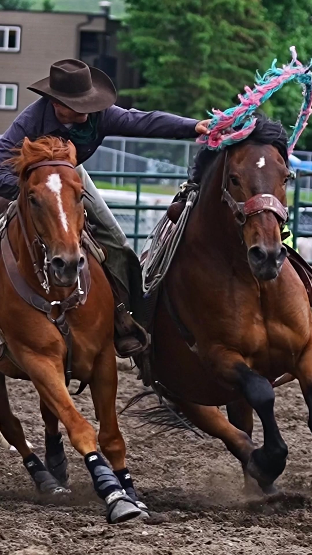 @Hanginghorses