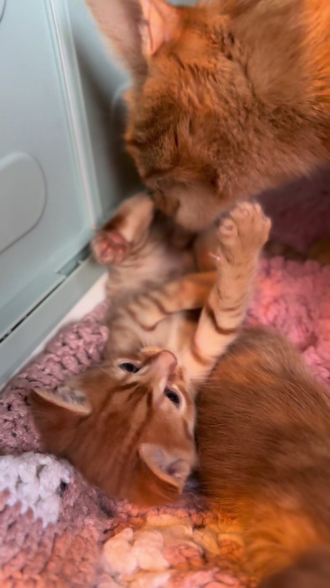 @Gatos todos os dias