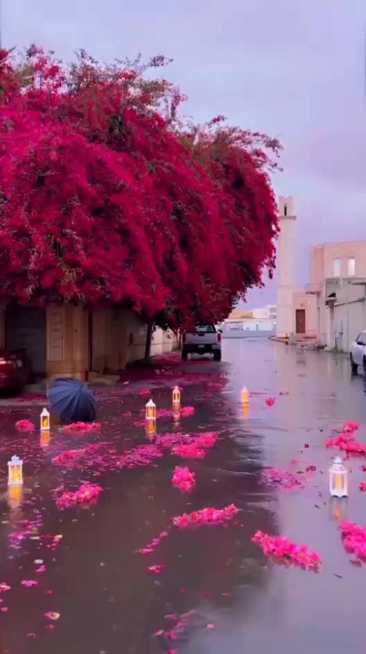 @ManouMounira