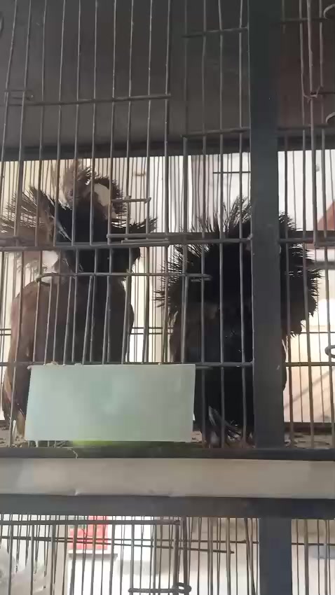 @royal birds
