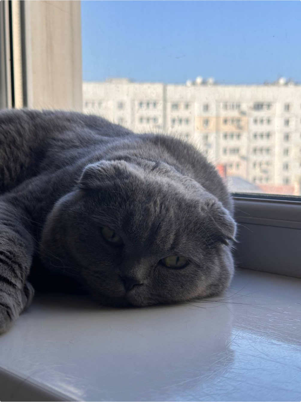 @мистер Цой | вислоухий кот