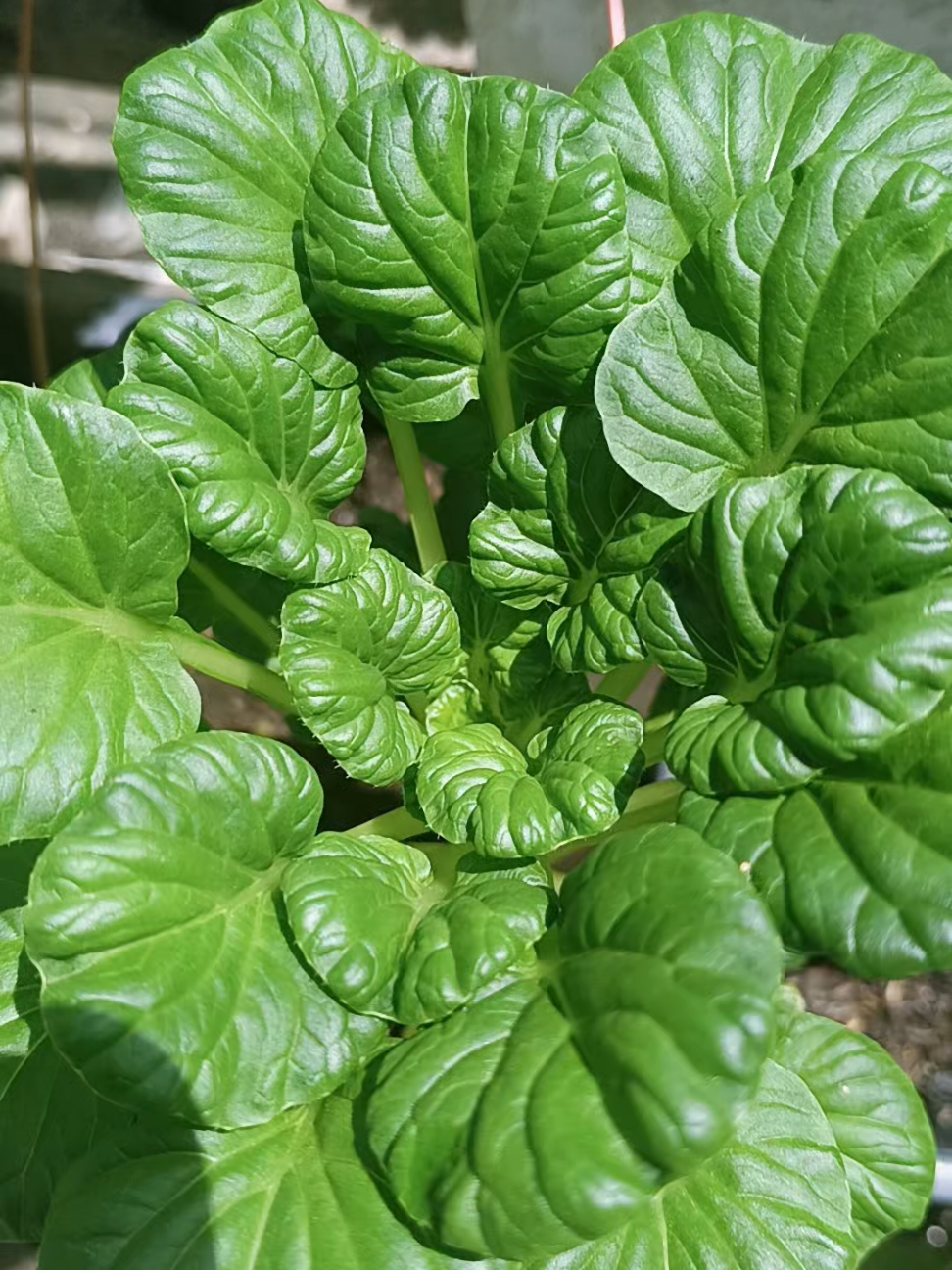 @🌱 Jom Berkebun 🌱