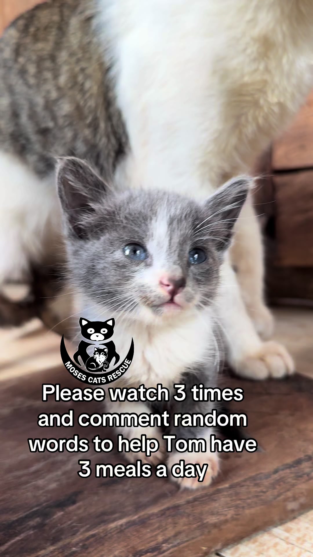 @Moses Cats Rescue Mission