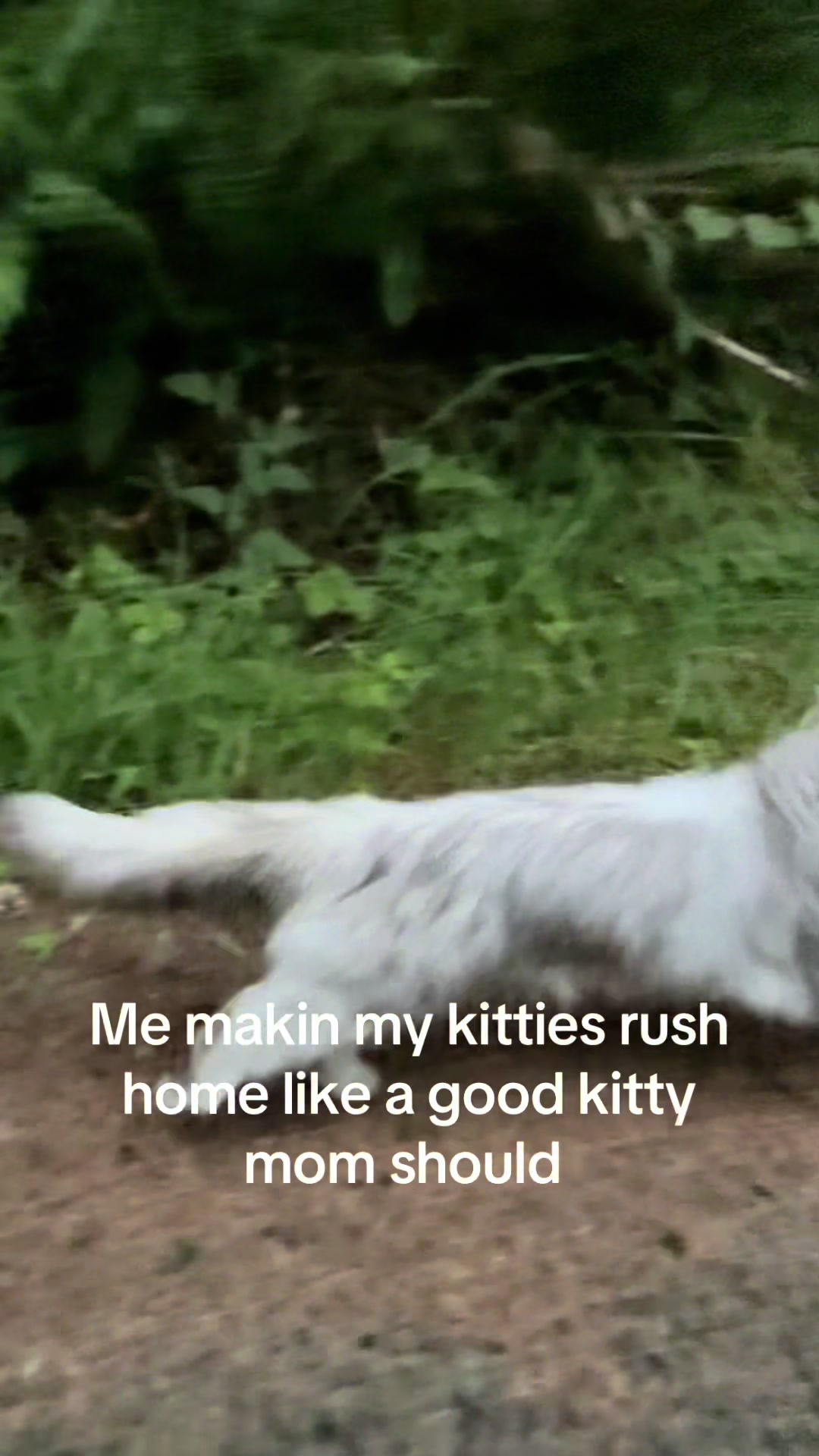 @itsbubblesinthewoods