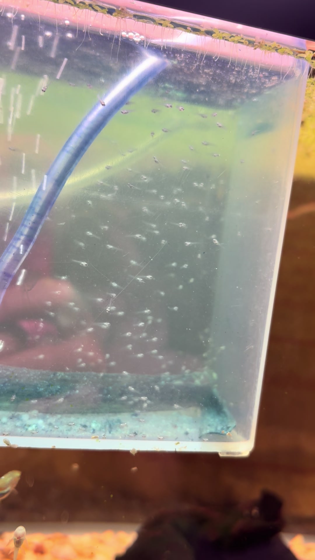 @🐠 M & D's Fish 🐠