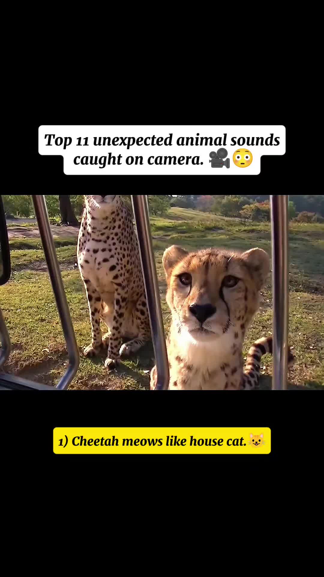 @WildwonderzZzz