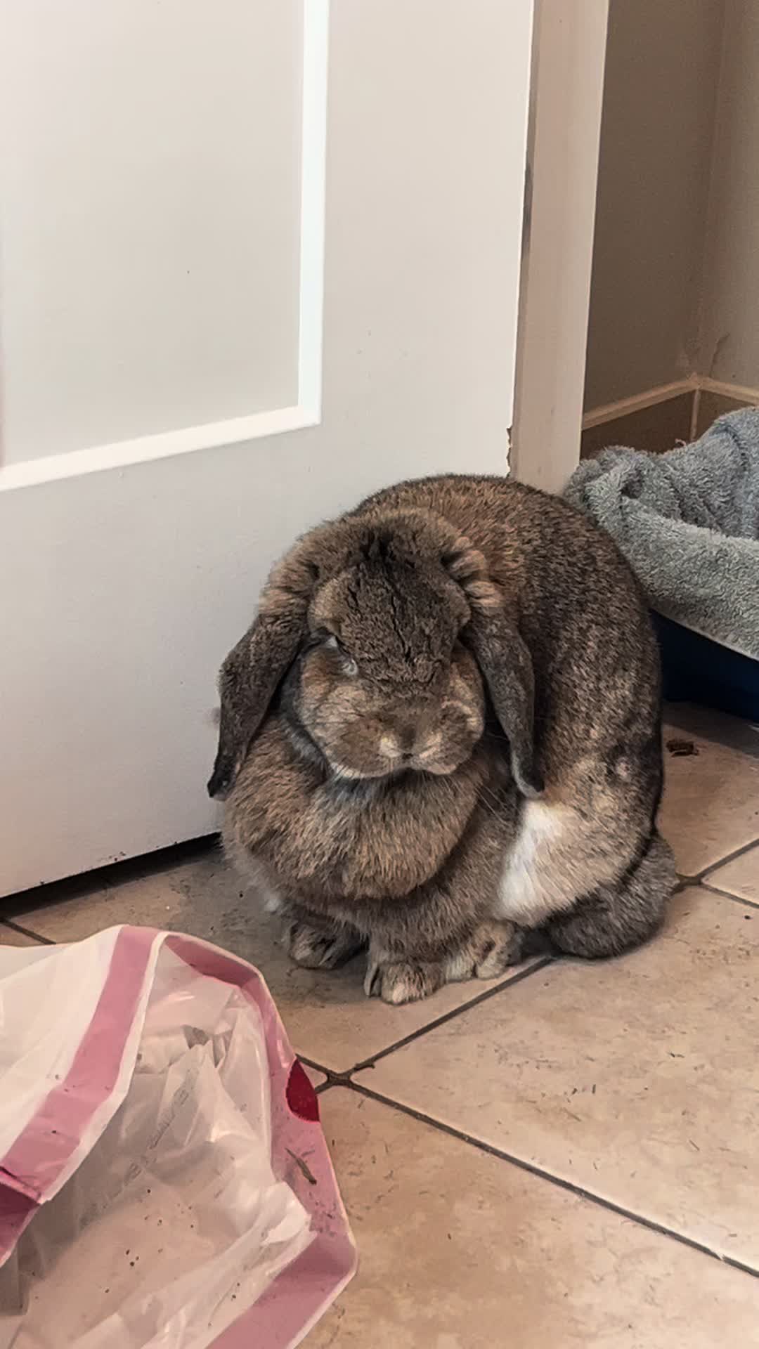 @Fadedbunny69